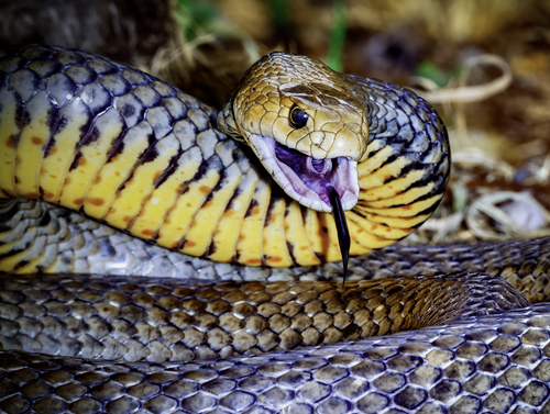 Pseudonaja Textilis