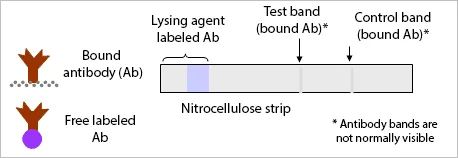 How a malaria rapid diagnostic test works (1)