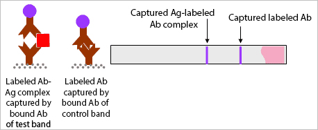 How a malaria rapid diagnostic test works (3)