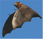 nipah-virus-infection_2